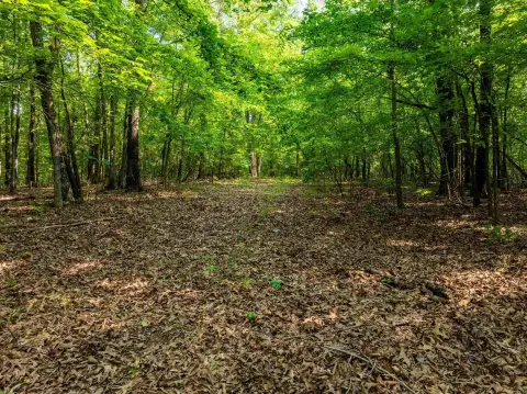 63.50 Acres Prime Arkansas Land