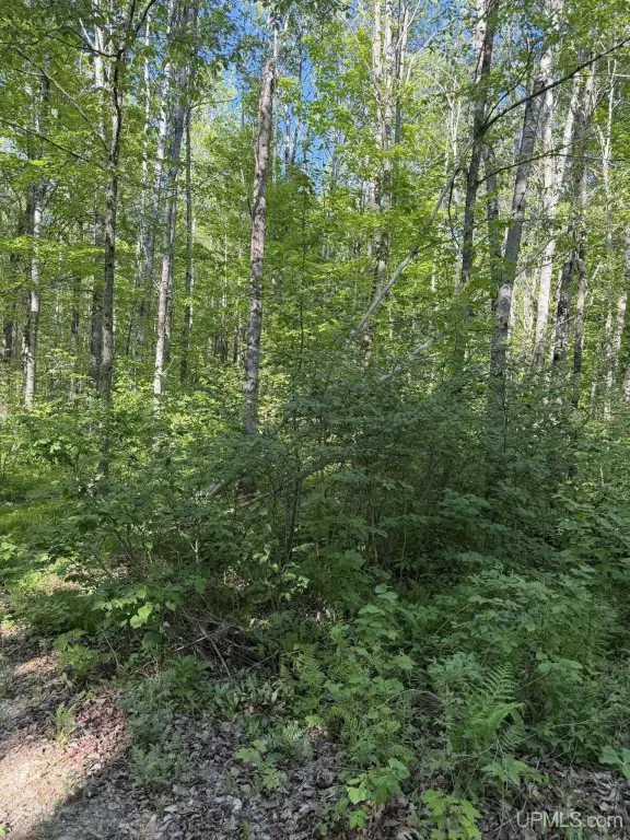 Picture 5