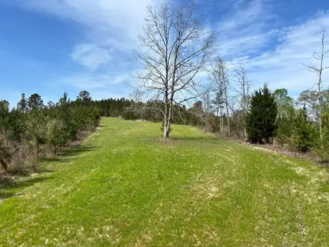 Hunting Land with Pine Plantation