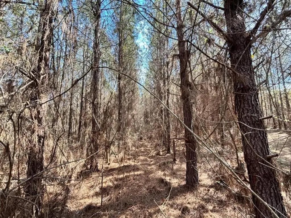 Picture 6
