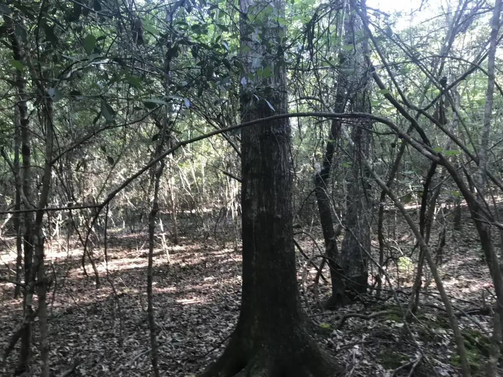 Picture 5