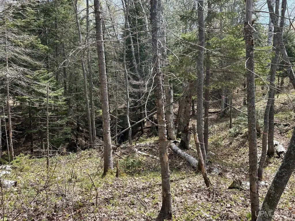 Picture 8