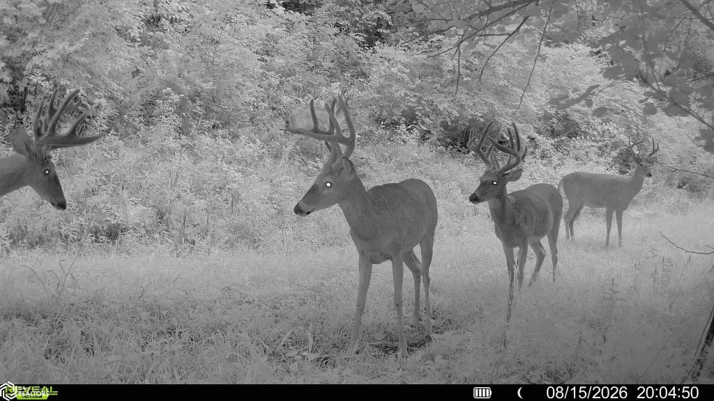 Picture 3