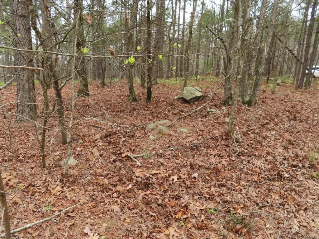 Picture 5
