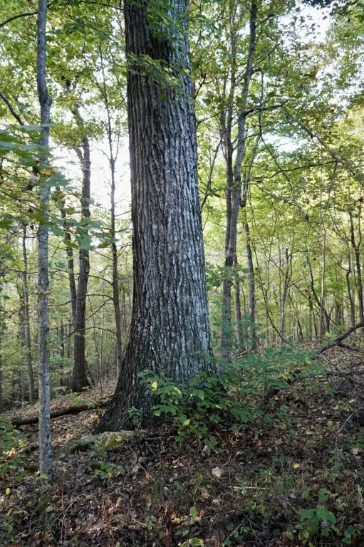 Picture 25