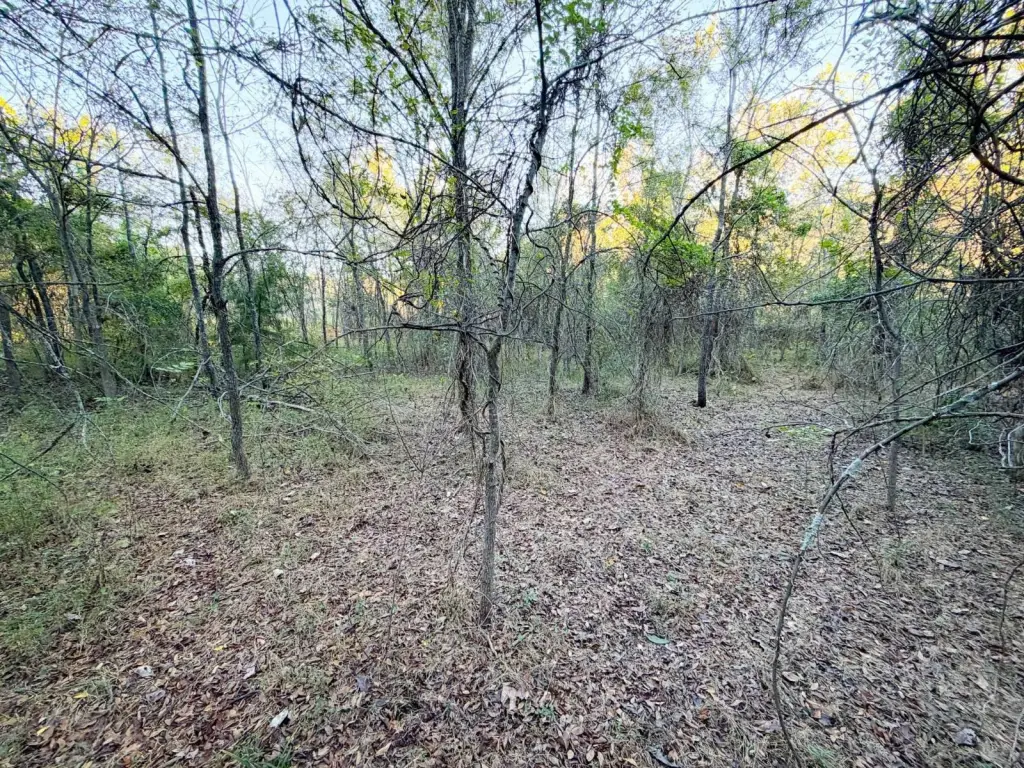 Picture 45
