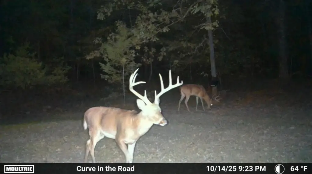 Picture 15