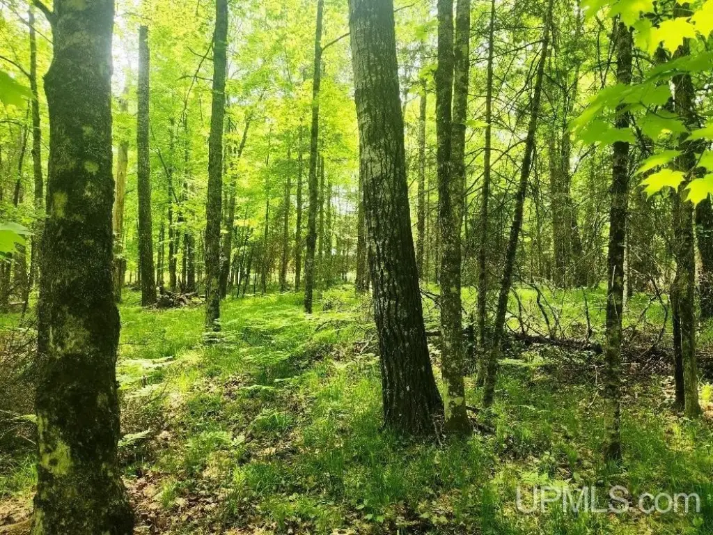 Picture 8