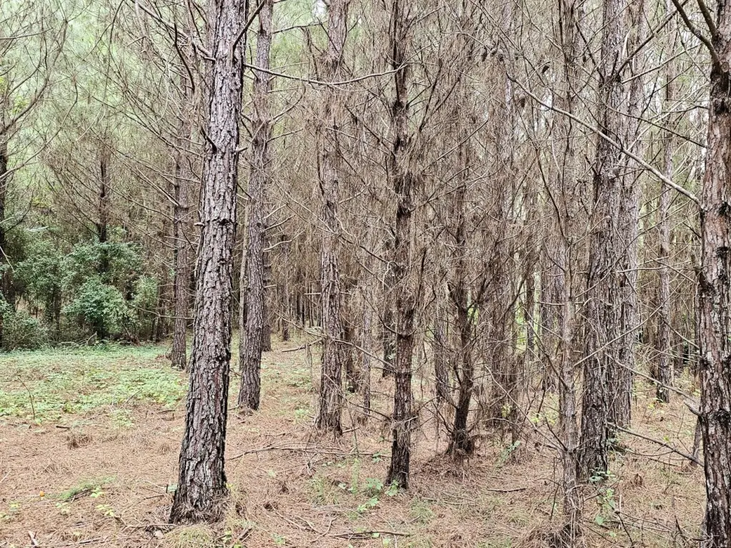 Picture 9