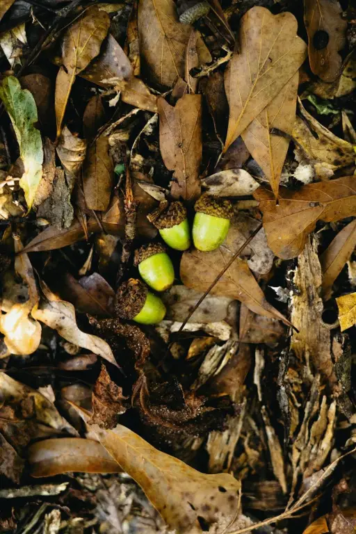 Picture 38