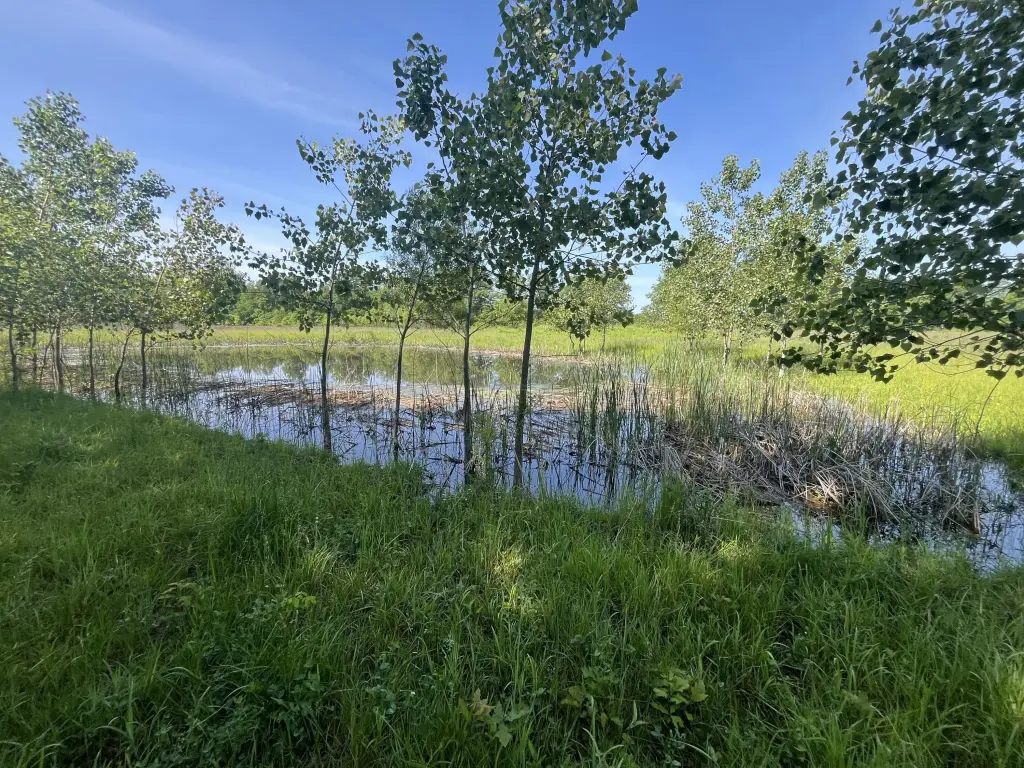 Picture 21