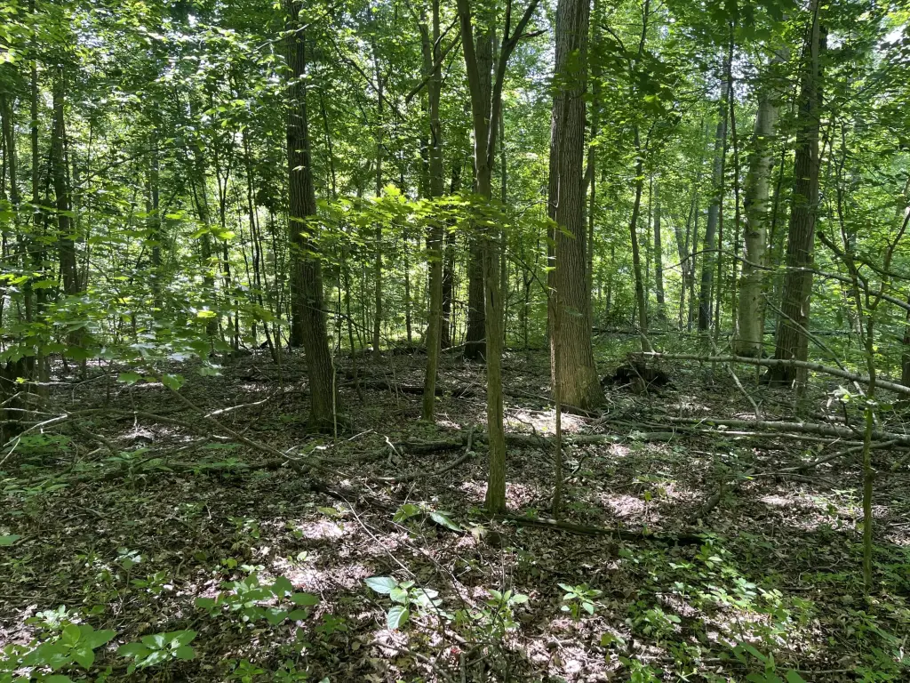Picture 17