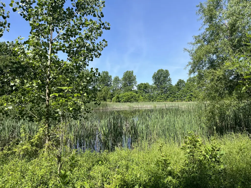 Picture 20
