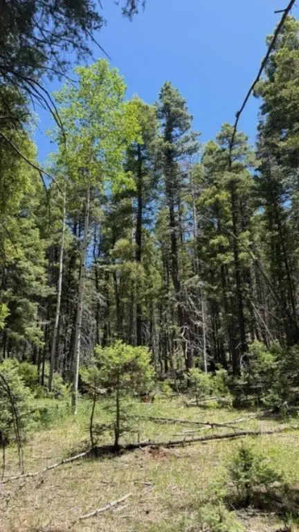 Picture 11