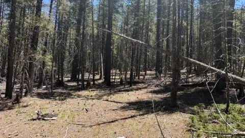 Forested Mountain Land