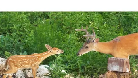 Wooded Lot Near Watts Bar