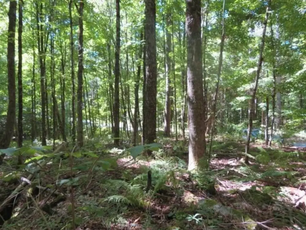 Picture 5
