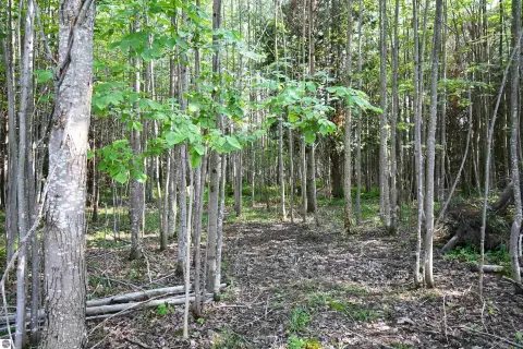 Wooded Land Near Recreational Lakes