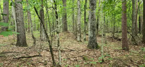 Land in Ausable Acres