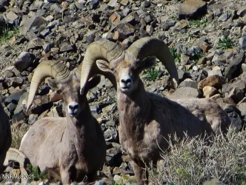 Walker Lake Land Parcel