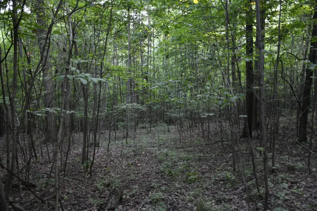 Picture 42