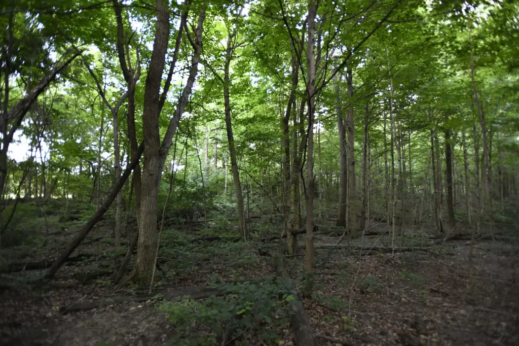 Picture 29