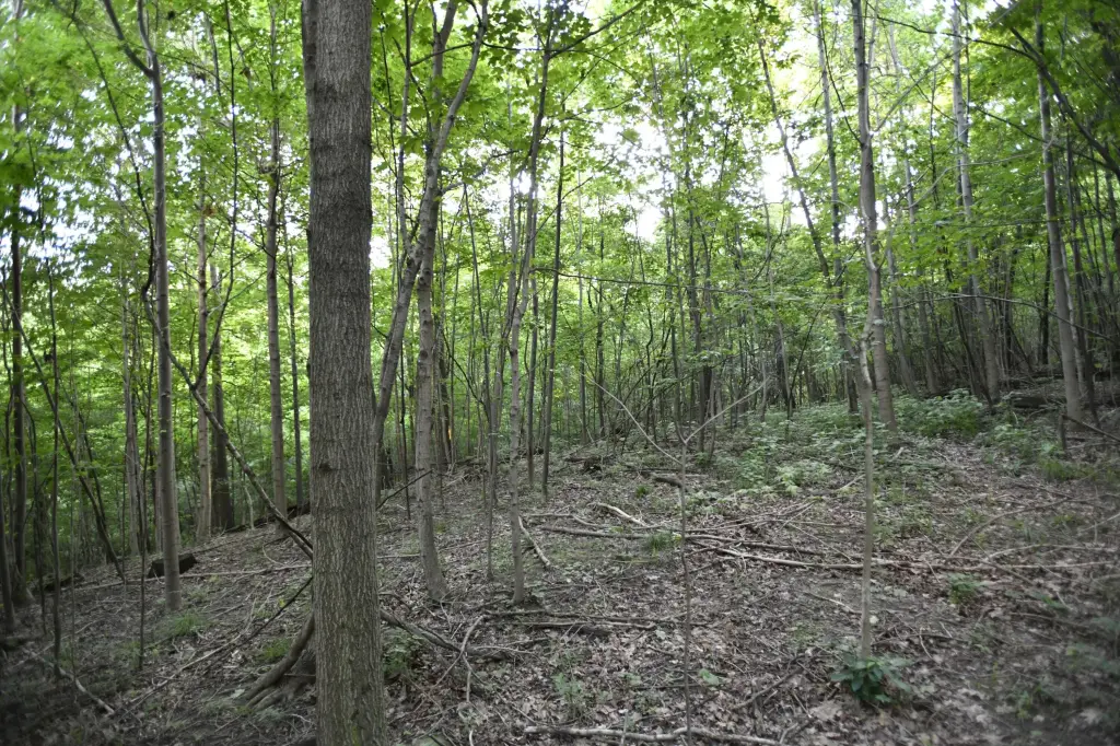 Picture 33