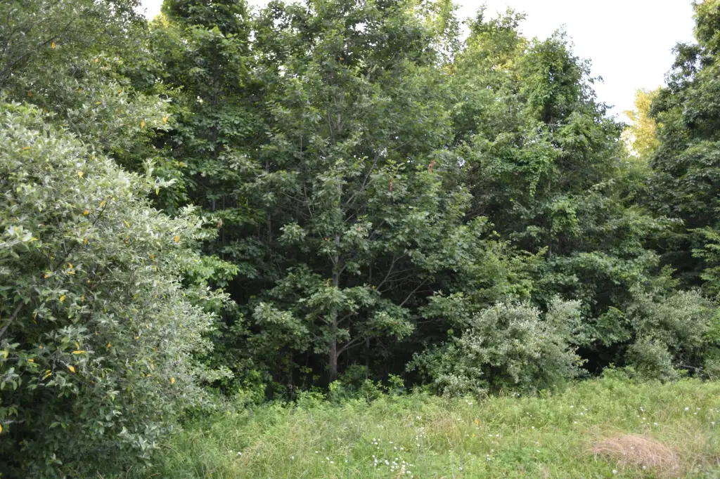 Picture 45