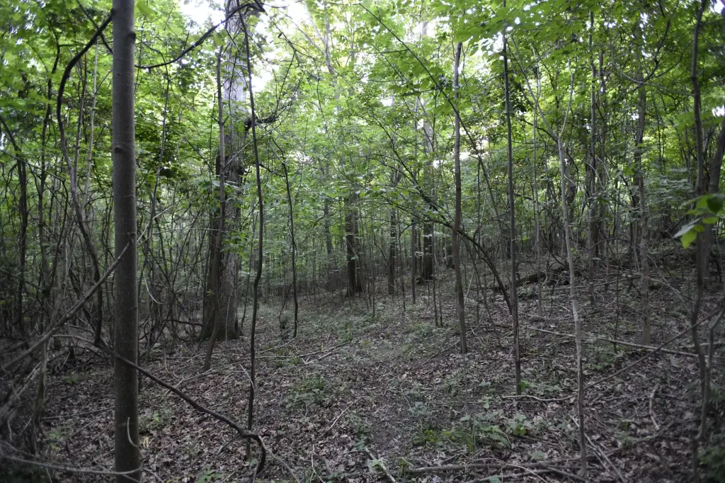 Picture 27