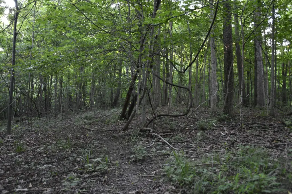 Picture 41