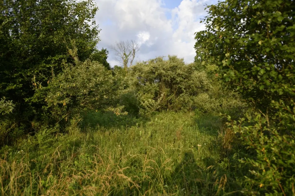 Picture 13