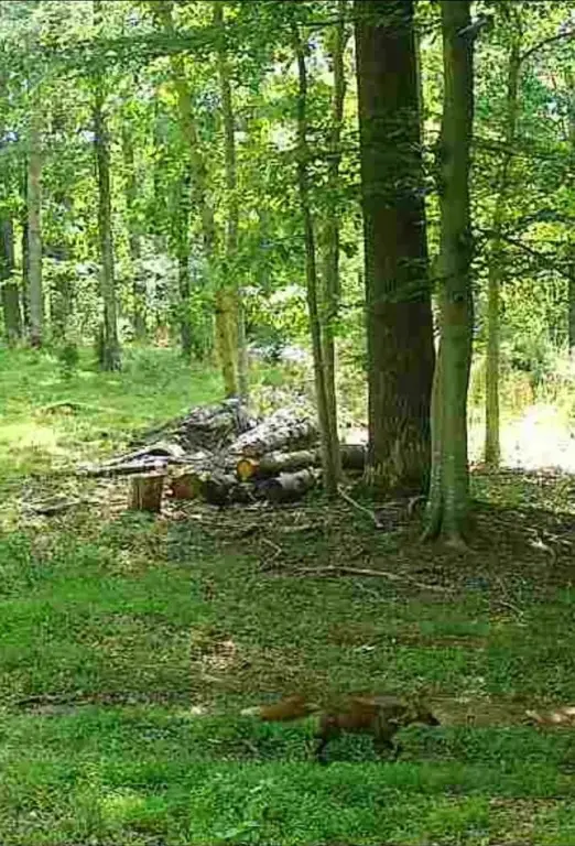 Picture 5