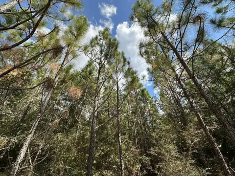 Laurel Hill Land Opportunity