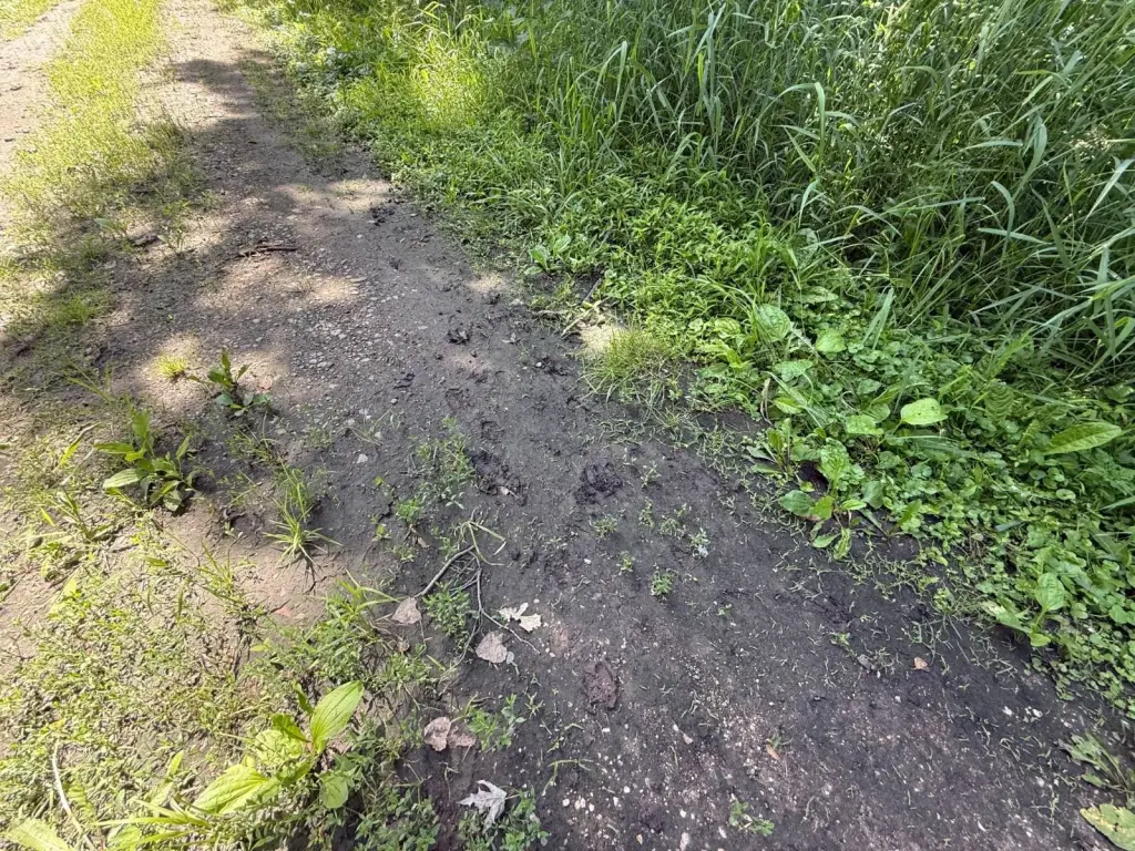 Picture 66