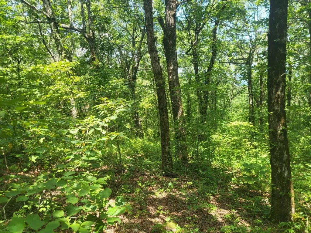 Picture 21