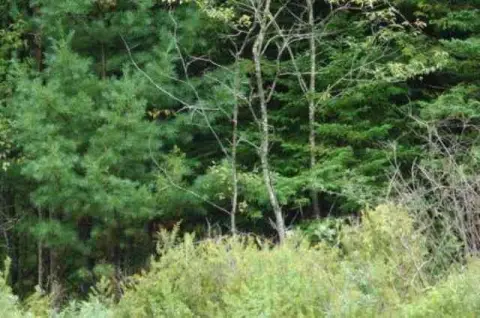 Davis, WV Residential Land