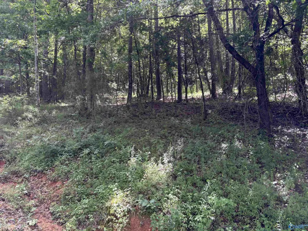 Picture 17