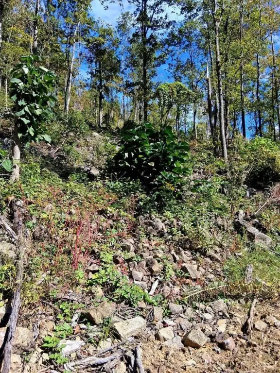 Picture 15