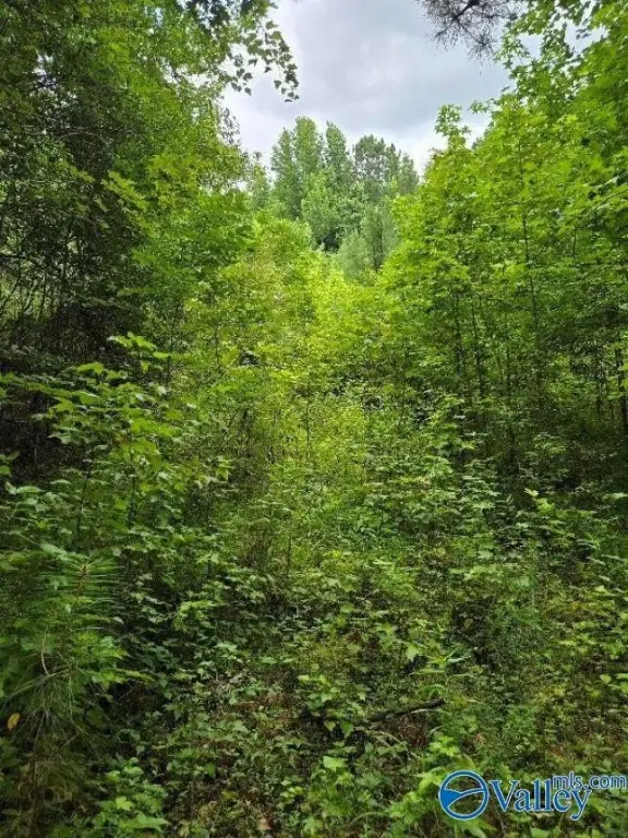 Picture 4