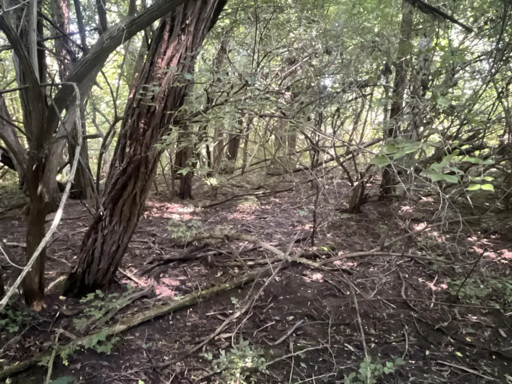 Picture 36