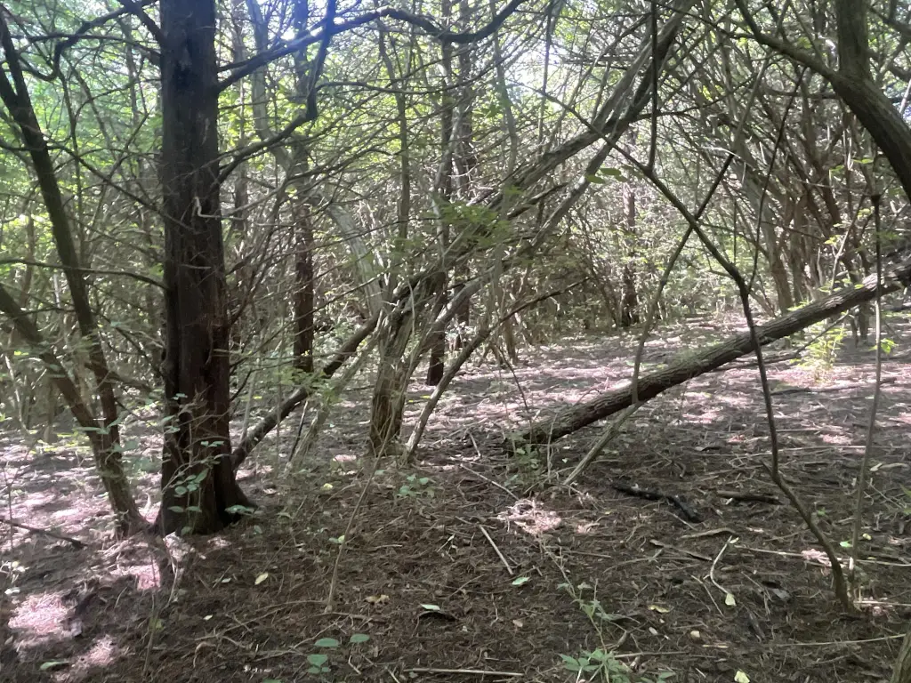 Picture 18