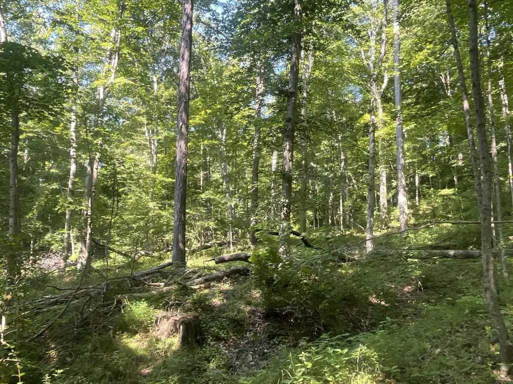 Picture 25
