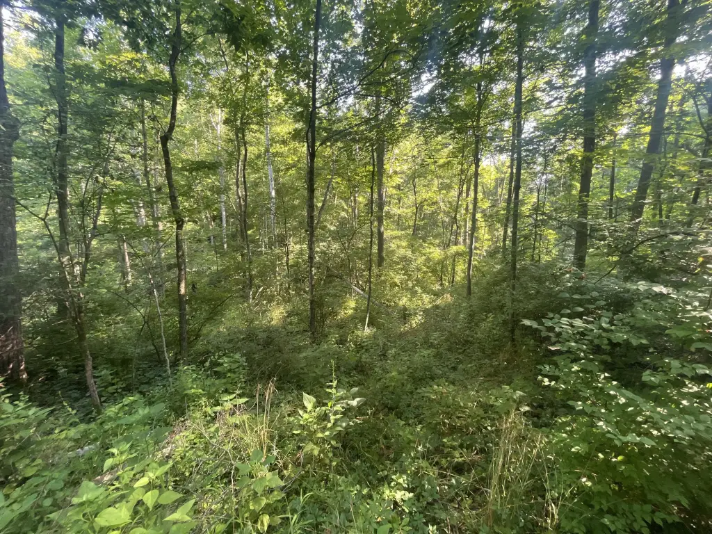 Picture 48