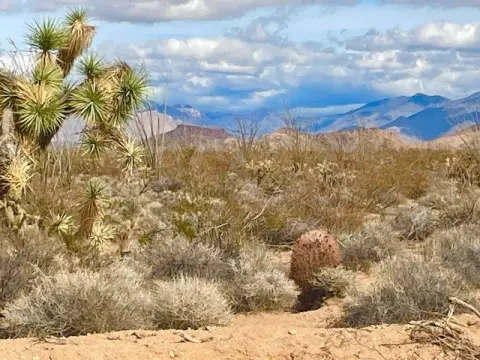 40 Acres Desert Oasis Land