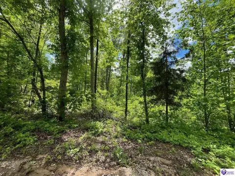 46 Acres of Wooded Land