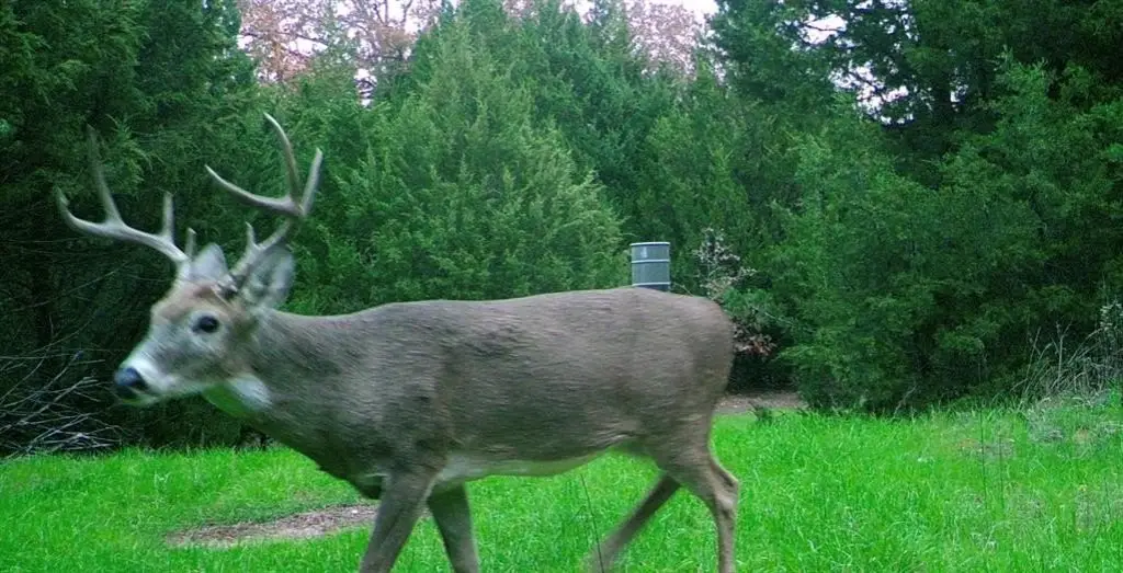 Picture 35