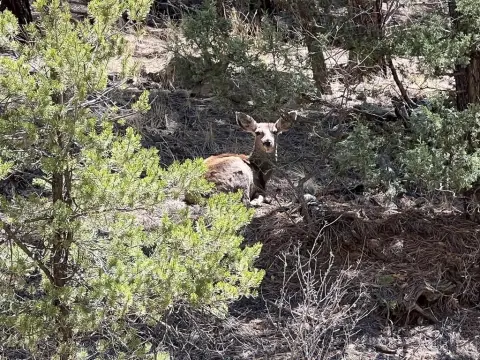 Weston, CO Land Parcel