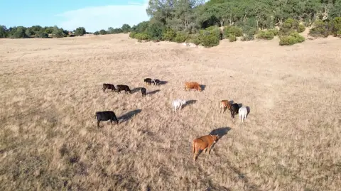 115+ Acre Ranch with Views