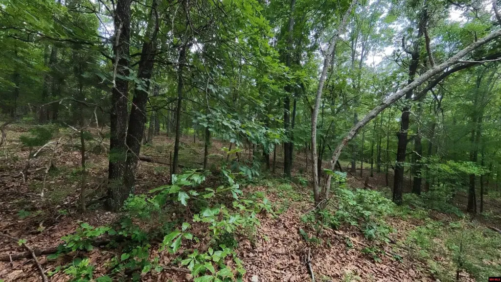 Picture 5