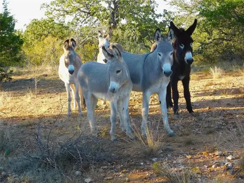 38 Acres of Unimproved Land